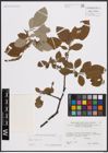 Foto von Salix caprea L.